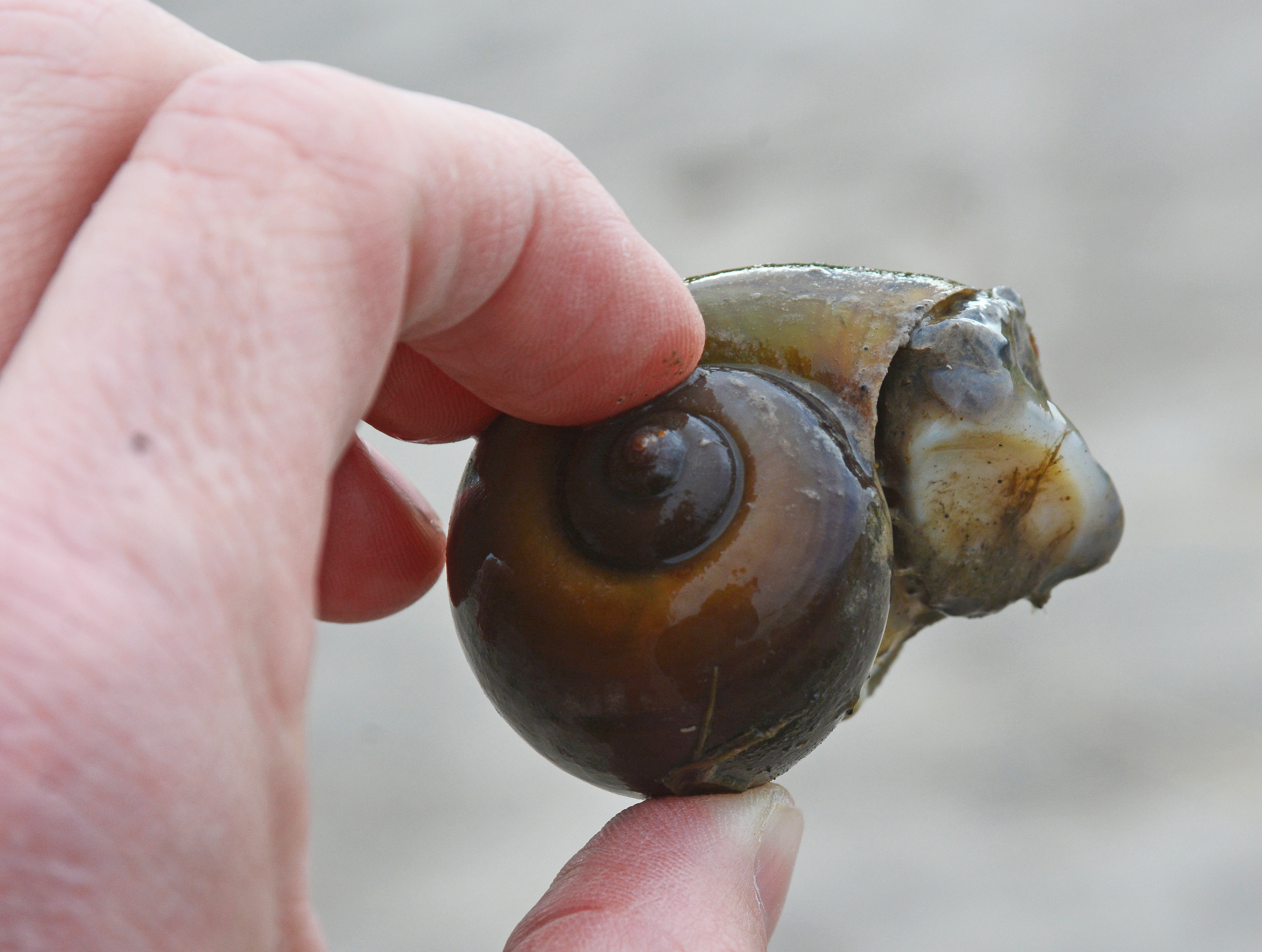 Invasive snail discovered in Louisiana crawfish pond